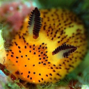 Home: Realms Collide Discord server icon