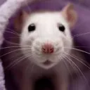 The Rats's icon
