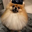 Simpala стандоффчик о_О