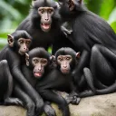 Monkeys Server