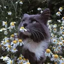 彡 𝗔 𝗧𝗵𝗼𝘂𝘀𝗮𝗻𝗱 𝗖𝗹𝗮𝘄... Discord Server Icon