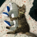 Discovery icon for BONES | Building Tutorials Discord server