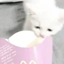 🐱 • Kitty Paws • 🎀 Discord server icon