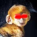 Aye-Aye Friends