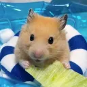 Squeaktopia ☀ ໒꒱ ‧₊˚