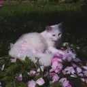 ⋆˚࿔ shrouded forests ꩜ .ᐟ⋆ Discord Server Icon