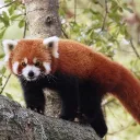 Red Ferrets Asylum Alliance