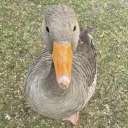 chaos goose coven