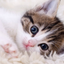 cattos Discord server icon