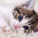 cattos