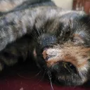 señor's server Discord server icon