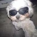 Gracie's Slaves Discord Server Icon