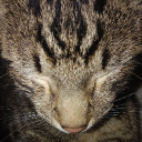 The HMRGCS Federation