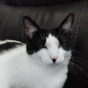 CAT ARMY