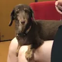 ぴぴぴっぴ