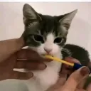 🪚Sawyers Residence Discord Server Icon