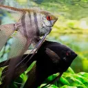 Ineffable Angelfish Tank