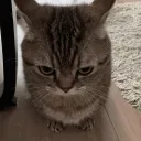 MadCatz