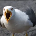 𝐒𝐞𝐚𝐠𝐮𝐥𝐥𝐬𓅭