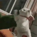sillykitties :3