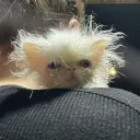 cat lovers Discord Server Icon