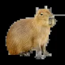 CAPY LEAKS