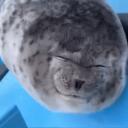 Seal (archived) Discord Server Icon
