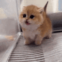 meoww