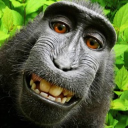 Monkey Zoo Discord server icon