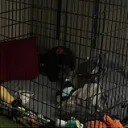 pup’s D̶a̶y̶c̶a̶r̶e̶ Server ! 18+
