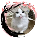 MEOW STORE