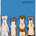 mustelid fanclub!!