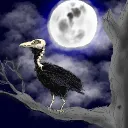 Crow_rip's Murder