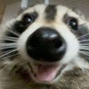 Racoon Cafe