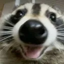 Racoon Cafe