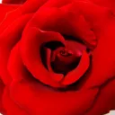 薔薇と椿 RTA おサアバア