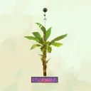 🔆 ISLAND TIME 🔆