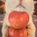 silly sequel Discord server icon