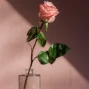 ༊࿐ྂ 𝑅𝑜𝓈𝑒𝓌𝒾𝓁𝓁𝑜𝓌