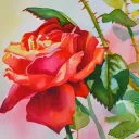 The Rose Garden 🌹