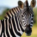 Zebra named Banana Discord Server Icon