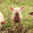 bedcord Discord Server Icon