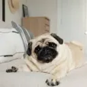 Puggy Server