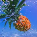 pineapple