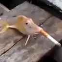 Aquário de Friske!