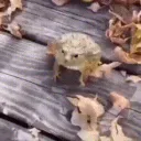 ꧁༺ 𝐿𝑂𝑆 𝑃𝐴𝑃𝑈𝑆 ༻꧂