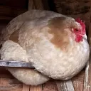 chicken coop