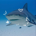 Shark bay🦈 Discord server icon