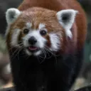 Red Panda Inn