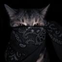The kingdom of dev's Discord Server Icon